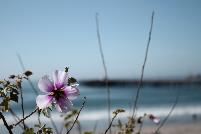 My personal guide to Avila Beach – California